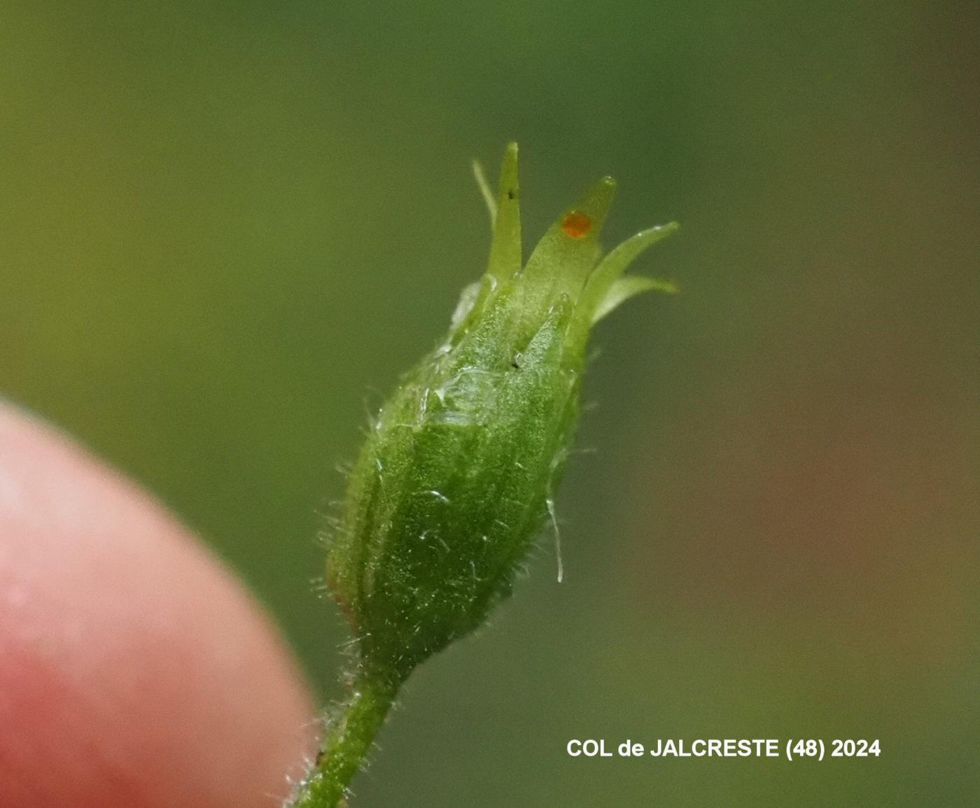Stichwort, Wood fruit